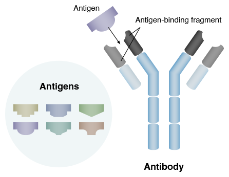 抗原と抗体